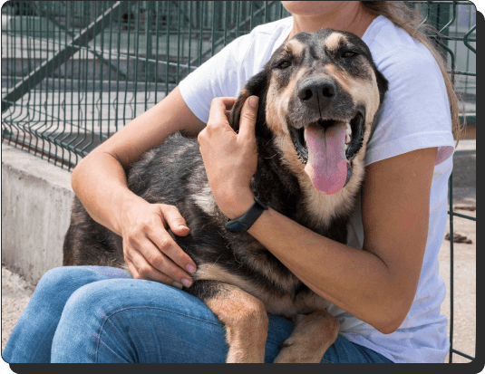 A happy dog with its tongue out is sitting on a person's lap. The person is wearing a white shirt and jeans, gently holding the dog with both arms. They are outside near a metal fence.